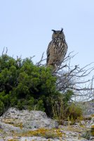 Bureau des guides naturalistes Aigle de Bonelli © Bureau des guides naturalistes