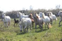 Une soir&eacute;e d'exception au coucher du soleil &agrave; la Maison du Cheval Camargue_Saintes-Maries-de-la-Mer &copy; 