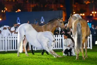 Grand Spectacle Equestre_Saintes-Maries-de-la-Mer &copy; 