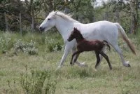 D&eacute;couverte d'une manade de chevaux de race Camargue_Saintes-Maries-de-la-Mer &copy; 