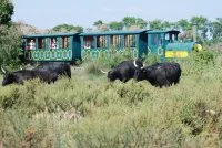Balade en Petit Train de M&eacute;janes &copy; Manade de M&eacute;janes