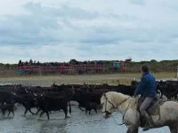 Journ&eacute;es camarguaises &agrave; la  Manade Raynaud_Saintes-Maries-de-la-Mer &copy; 