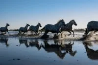S&eacute;jour d'exception en Camargue : du 6 au 9 septembre_Saintes-Maries-de-la-Mer &copy; 