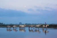 S&eacute;jour d'exception en Camargue : du 6 au 9 septembre_Saintes-Maries-de-la-Mer &copy; 
