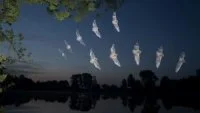 Nuit de la chauve-souris_Saintes-Maries-de-la-Mer &copy; 