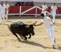 Course Camarguaise 06