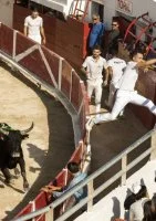 Course Camarguaise 12