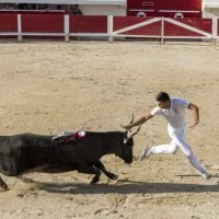 Course Camarguaise 17