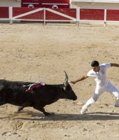 Course Camarguaise 18 © Gilles Lefrancq Course Camarguaise 18