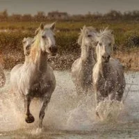 Cheval 