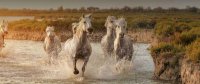 Cheval Cheval