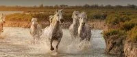 Cheval 