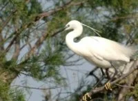 Aigrette Garzette 
