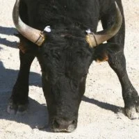 course camarguaise