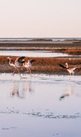 Flamants roses