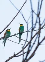 Les oiseaux