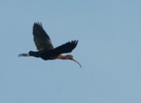 Ibis falcinelle