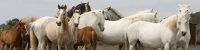 La F&eacute;ria du cheval