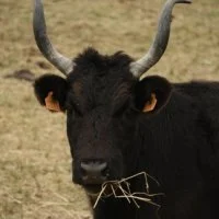 Le taureau de Camargue