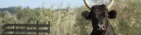 Le taureau de Camargue