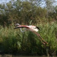 Flamants-Roses 21