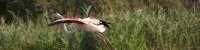 Flamants-Roses 21