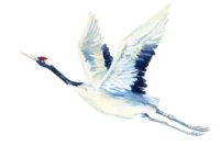 Oiseau Oiseau