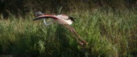 Les oiseaux Les oiseaux