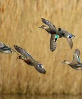 Les oiseaux
