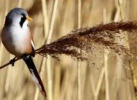 Panure &agrave; moustaches