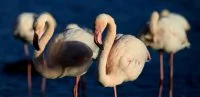 Flamants roses