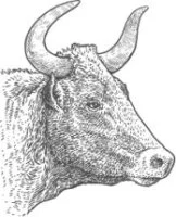Taureau