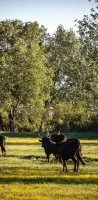 Taureau de Camargue